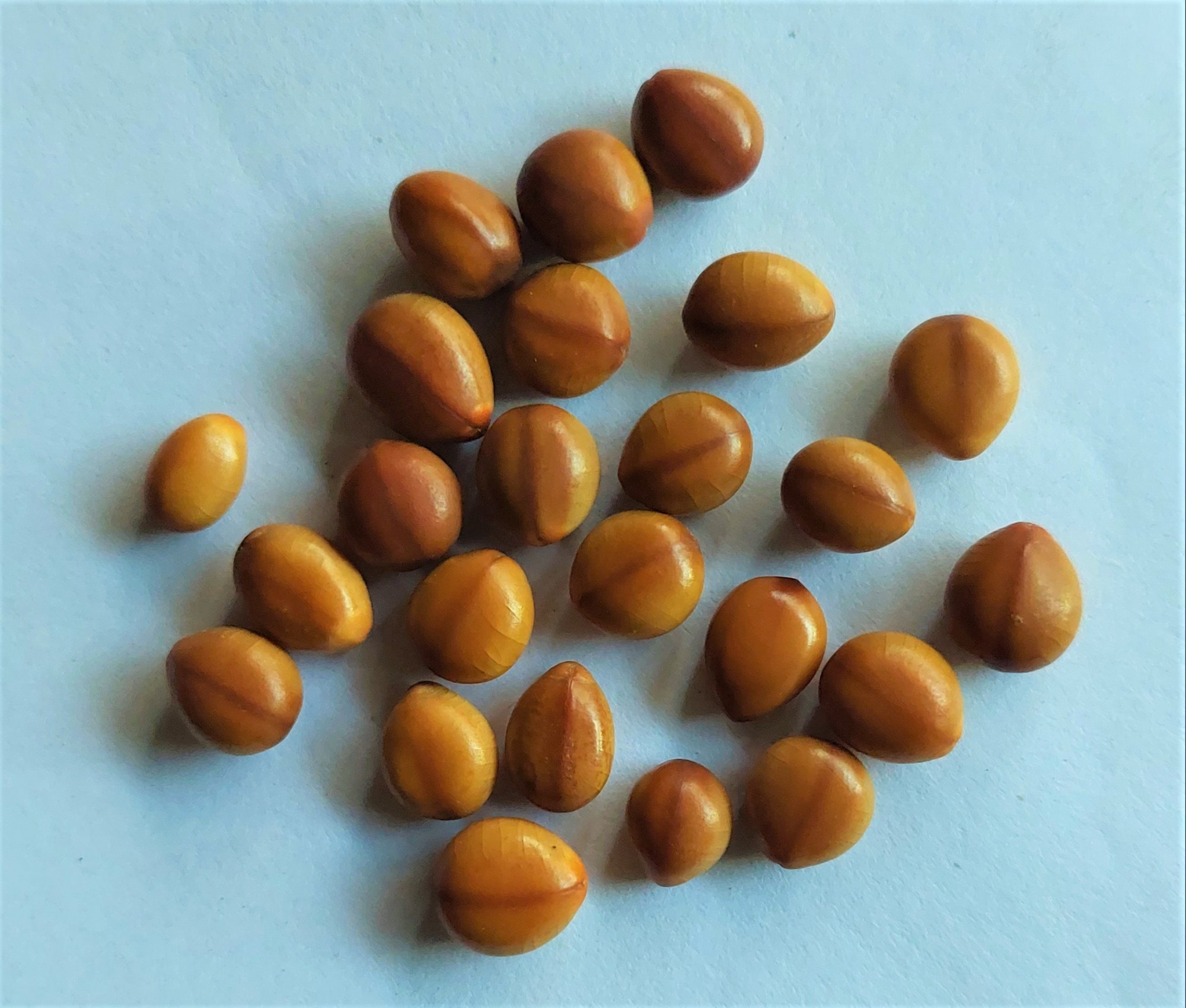 Java Ki Rani