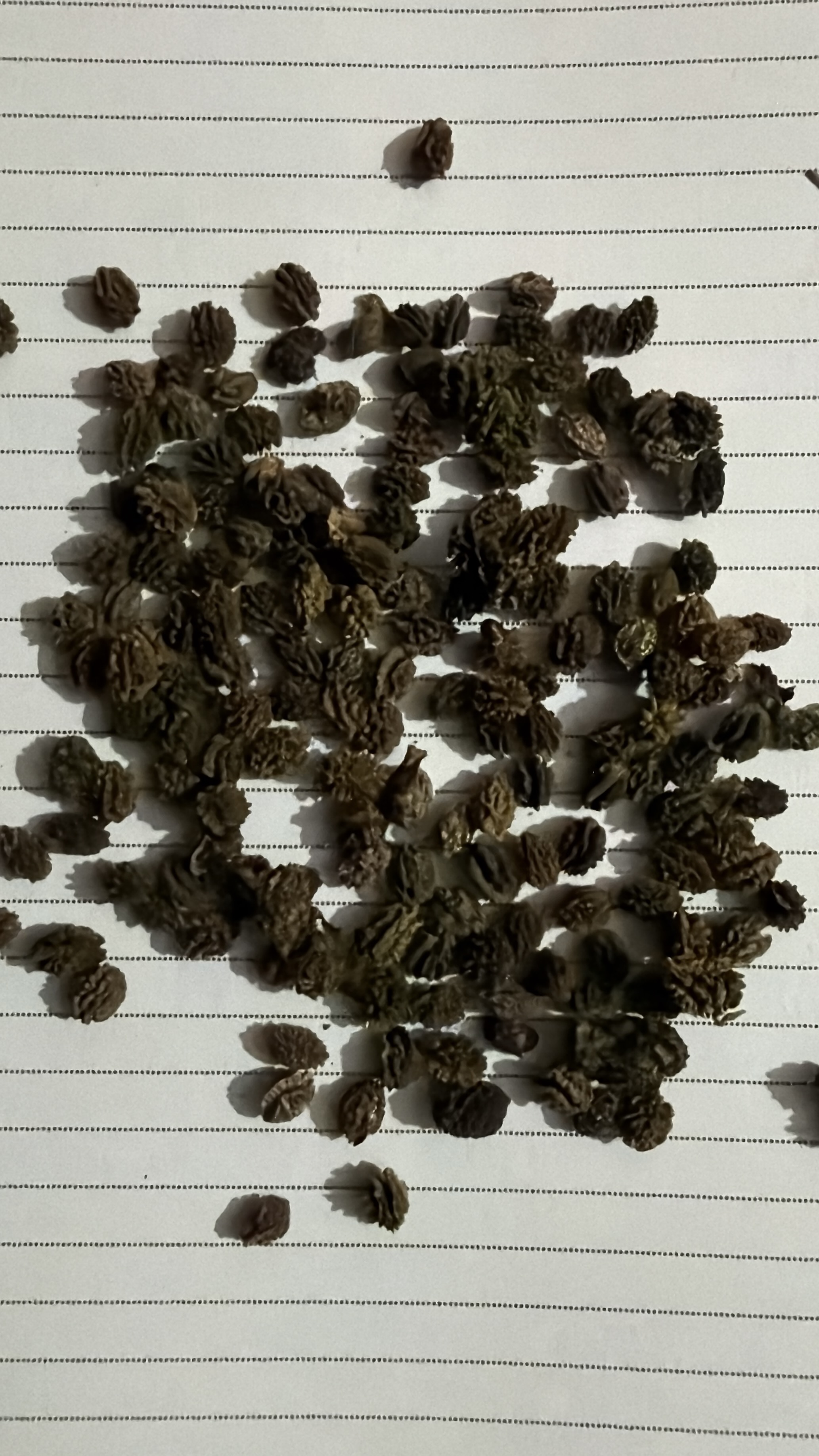 Papita (Papaya)