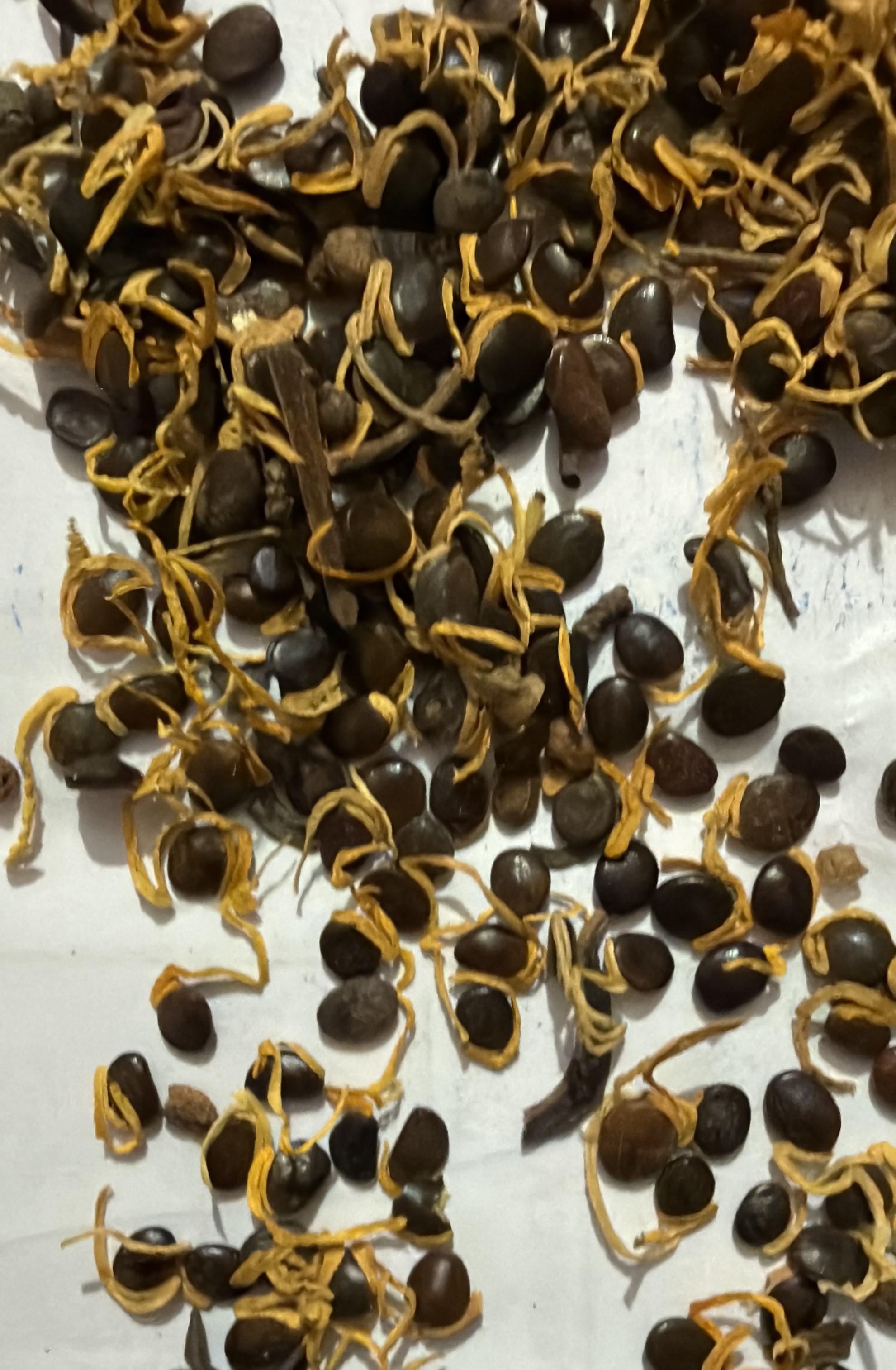 Dalmoth (Moth Bean)