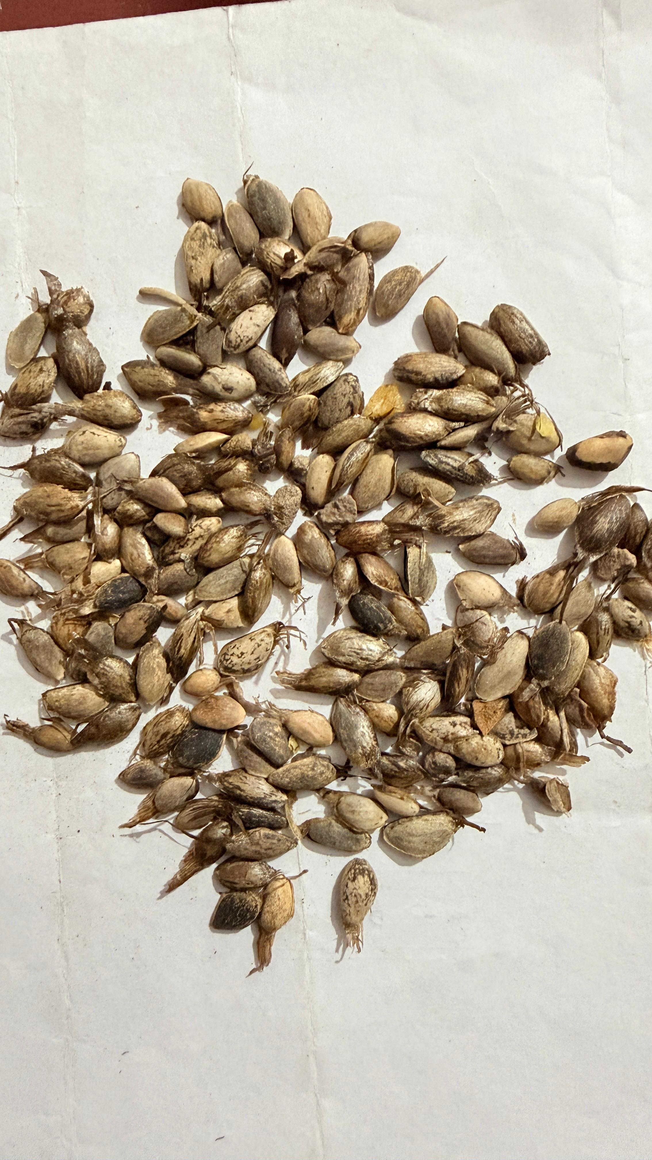 Cheed (Chir Pine)